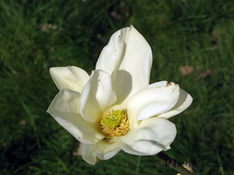 magnolia 4.jpg