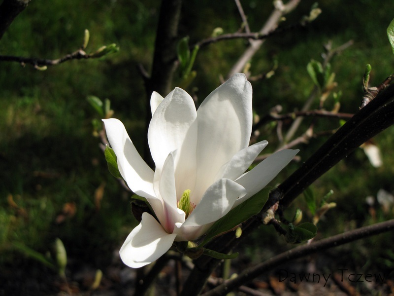 magnolia 3.jpg
