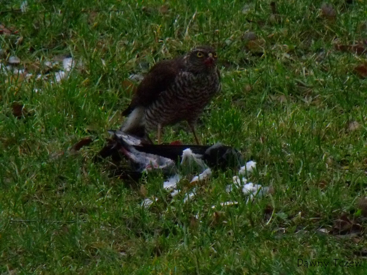 DSCF1689.jpg