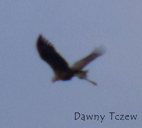 DSCF14861.jpg