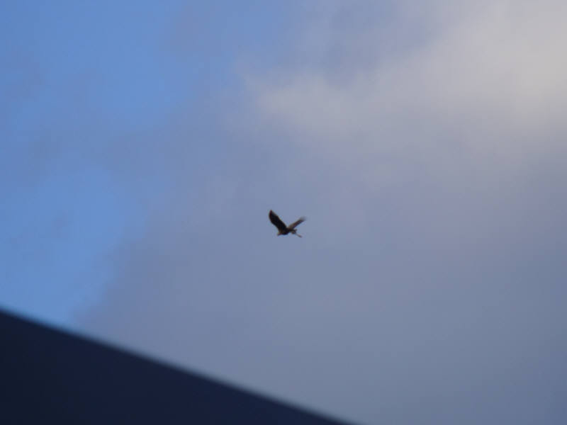 DSCF1486.jpg