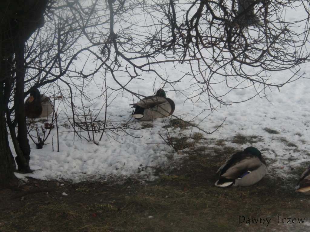 kaczki 1.JPG