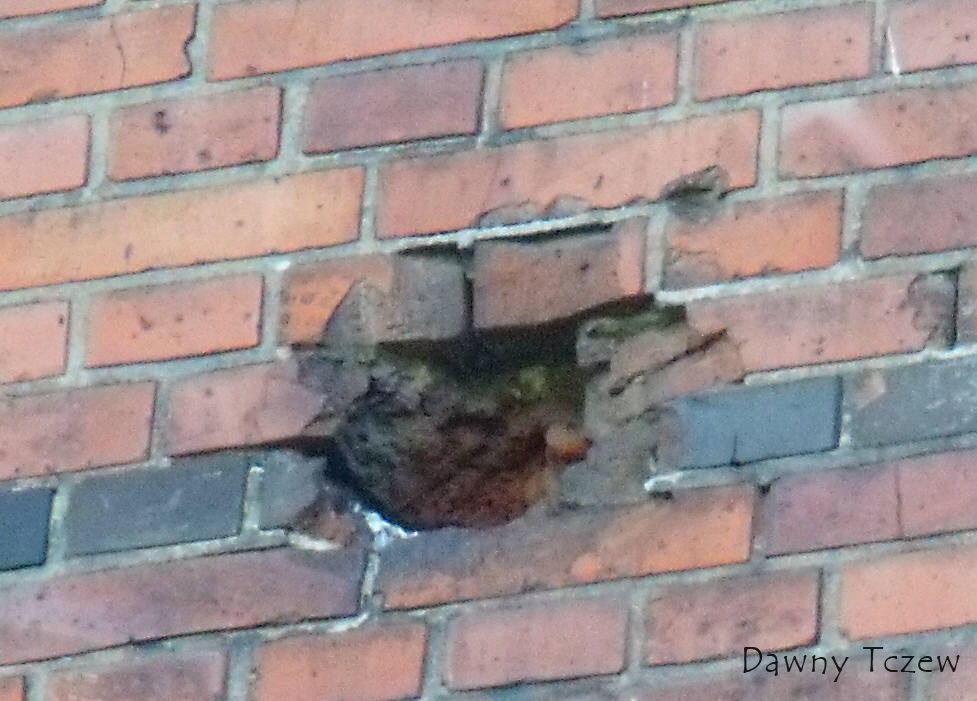 DSCF73601.jpg