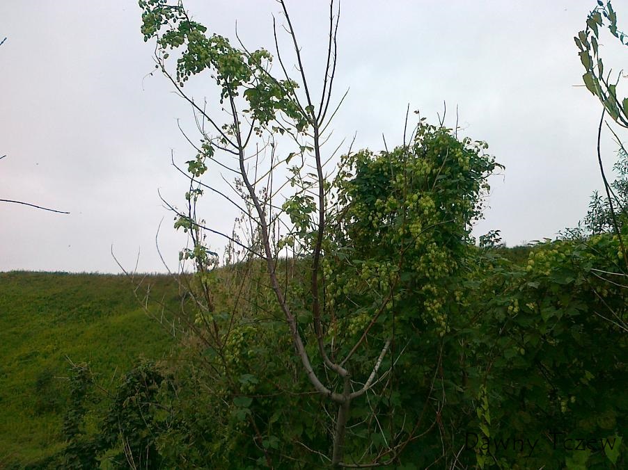 20110910623.jpg