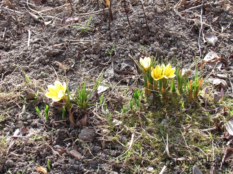 krokusy.JPG