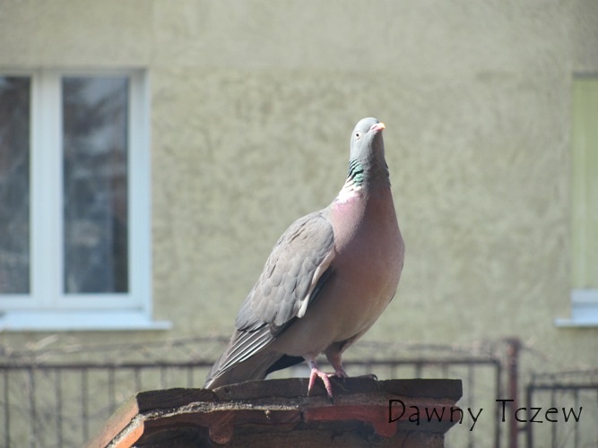 IMG_35411.JPG
