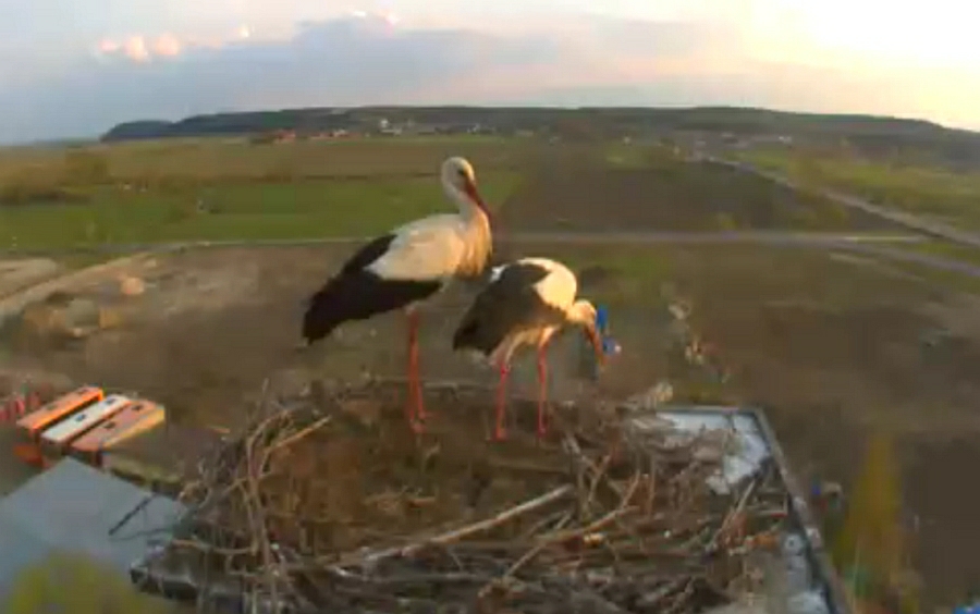 bociany.jpg