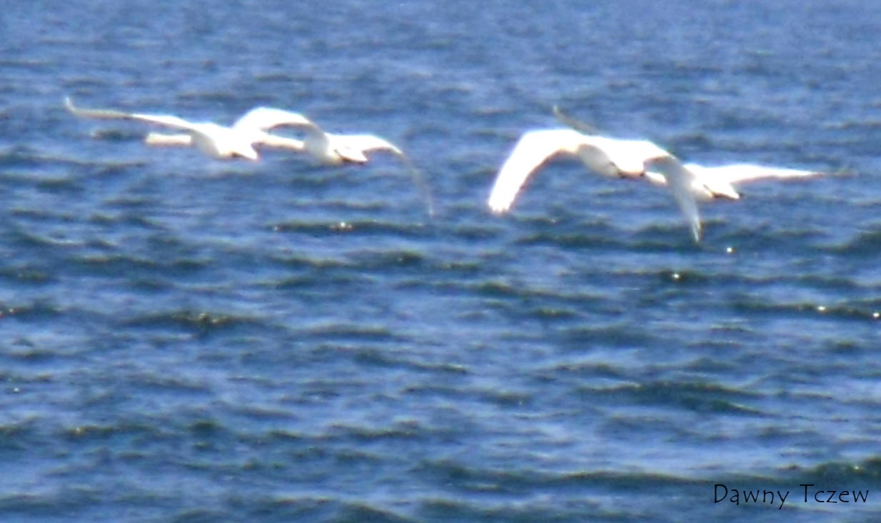 DSCF5333.jpg