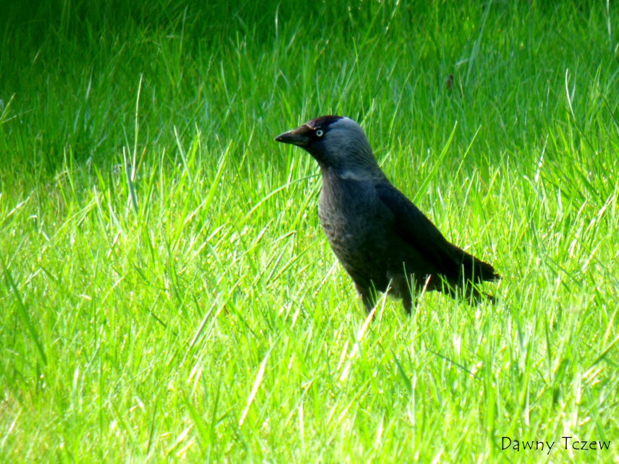 DSCF5454.jpg