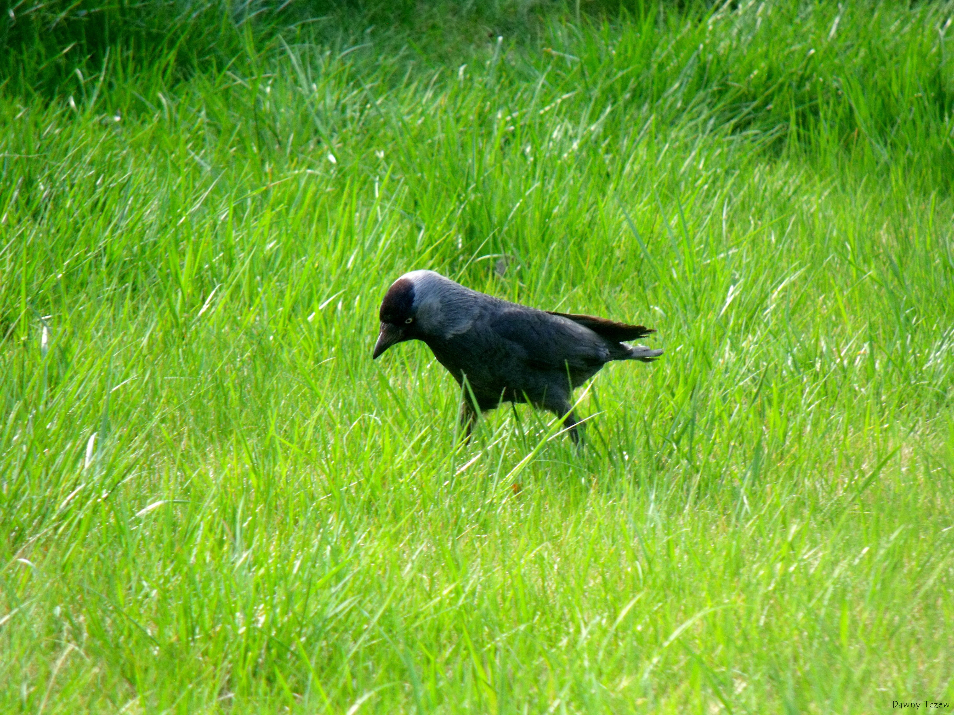 DSCF5460.jpg
