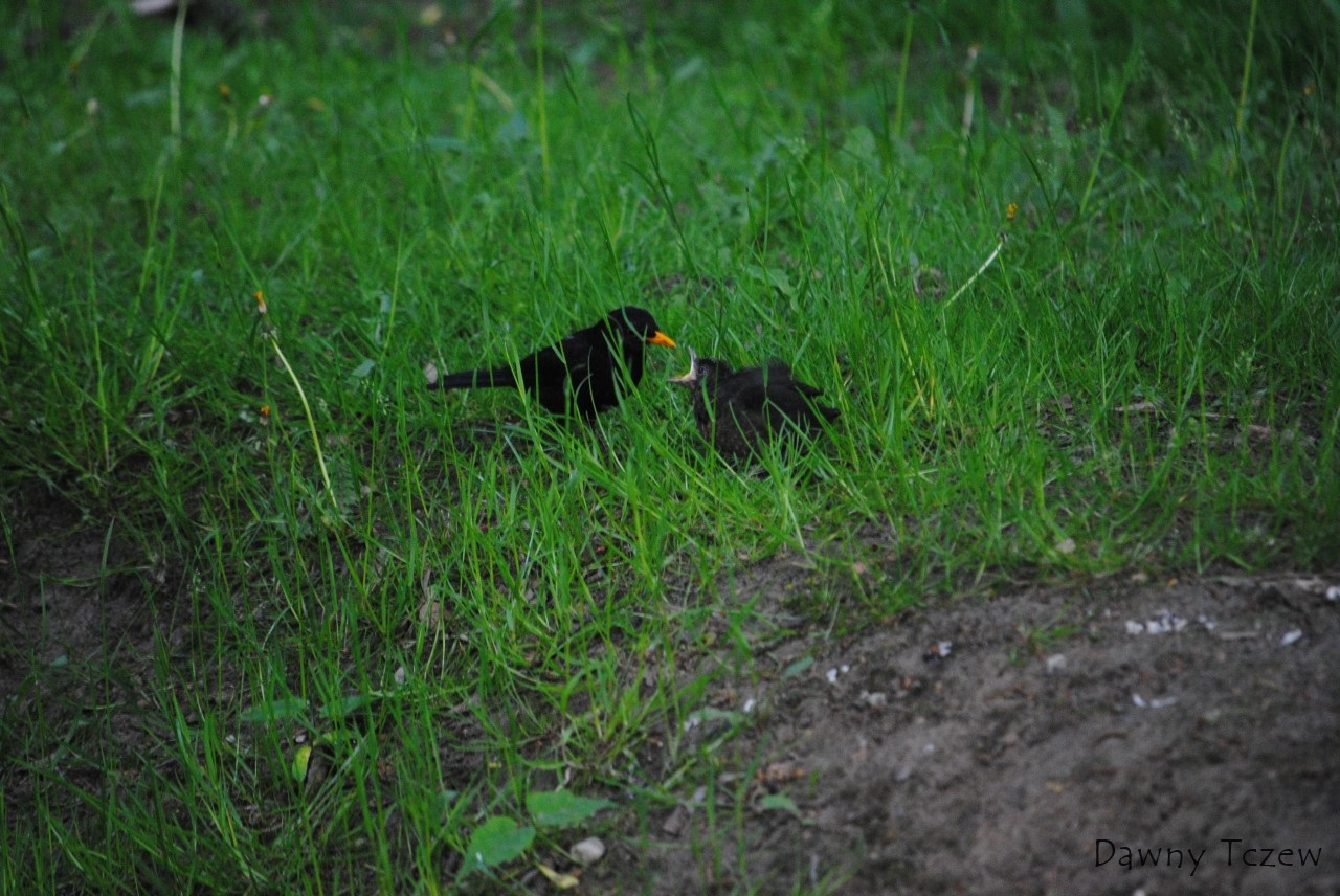 DSC_3803.jpg