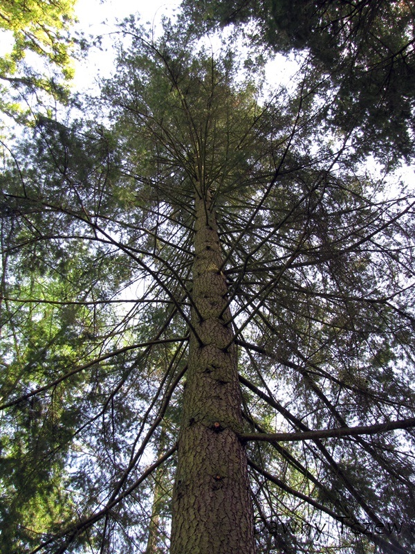 drzewo 3.jpg