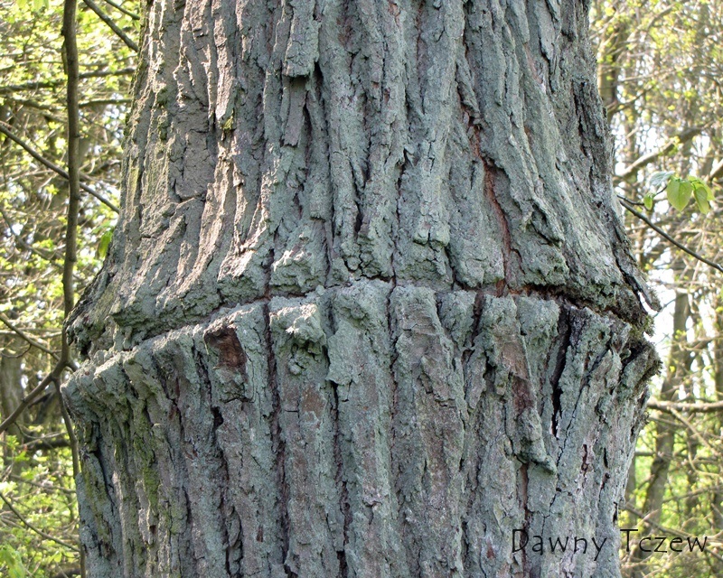 drzewo 2.jpg