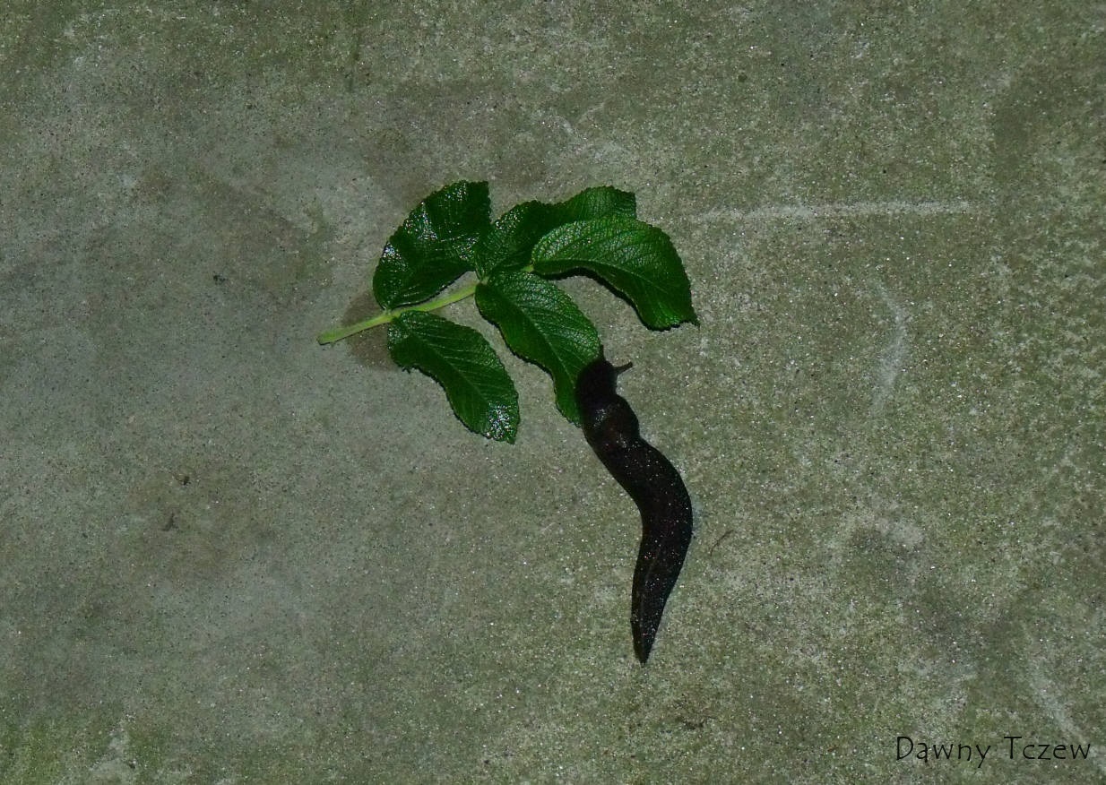 DSCF7041.jpg