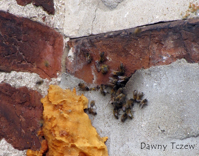 kościół 8 pszczoły.jpg