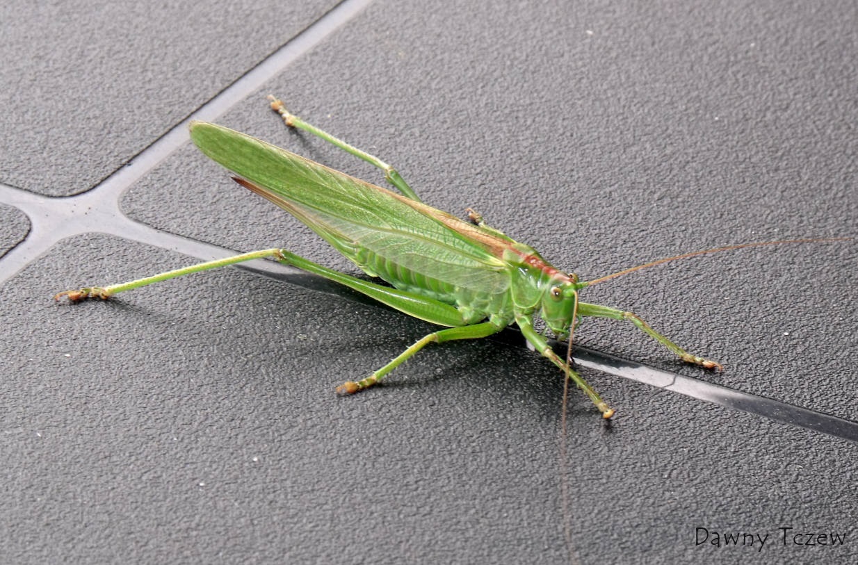 DSCF9682.jpg