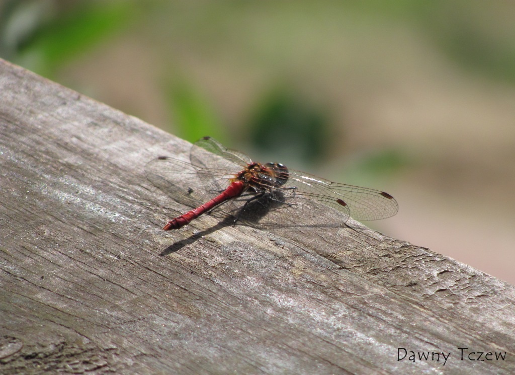 ważka.JPG