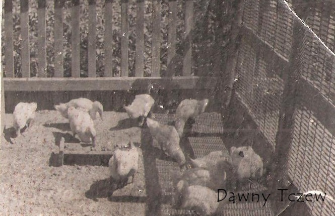 Matejki 11 hodowla kaczek 1957_2.jpg