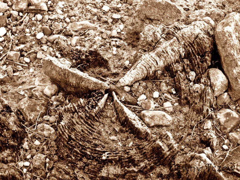 wyspa 4.jpg
