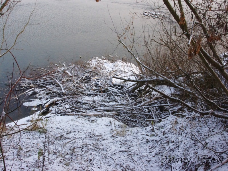 Siedziba bobrów...d.jpg