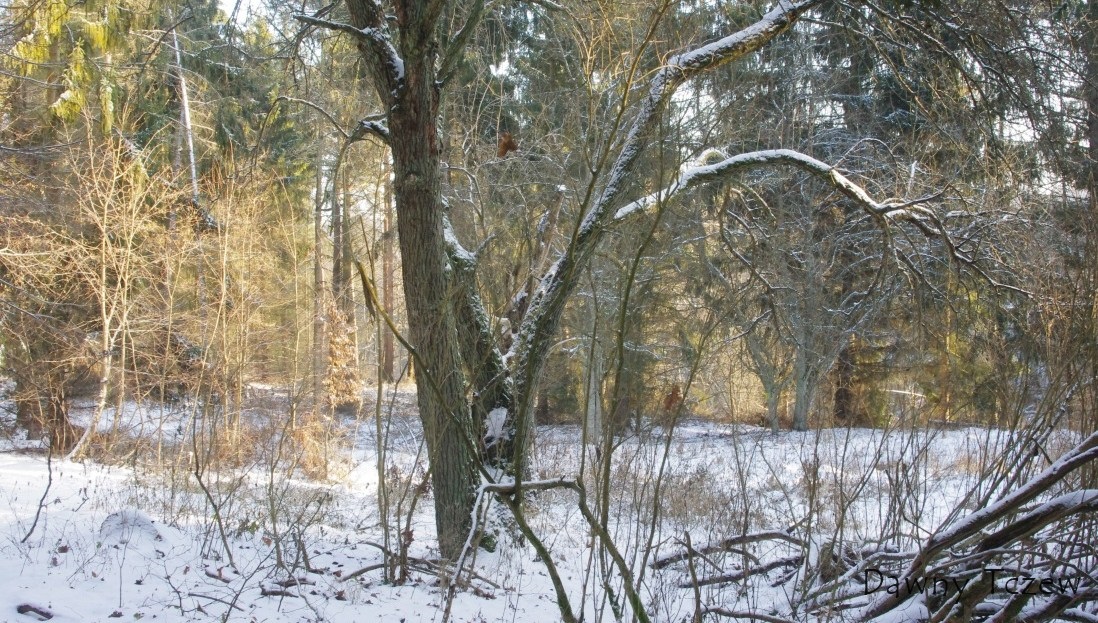 zu. Rokitten.....tu chyba stał dom.jpg