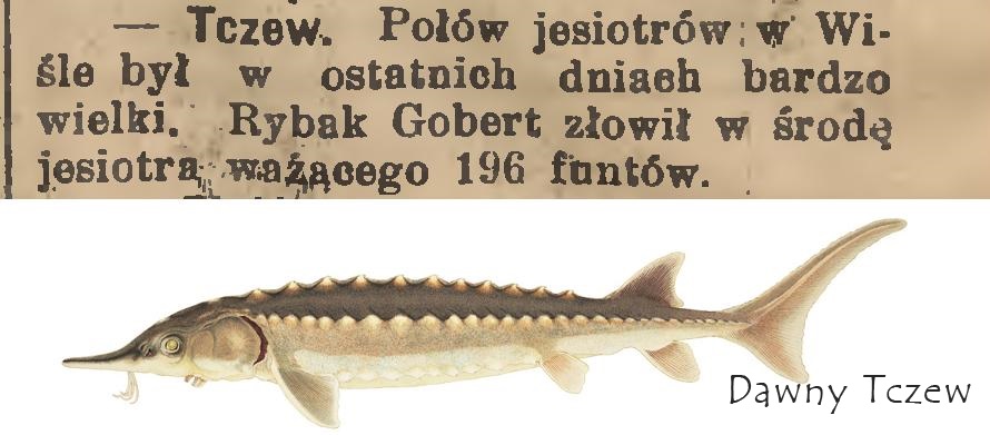 a Gazeta Toruńska 17 kwietnia 1904.JPG