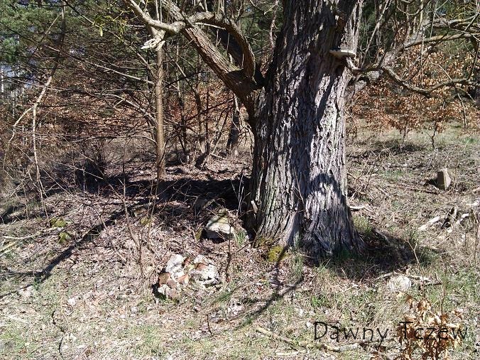 BW baum.JPG
