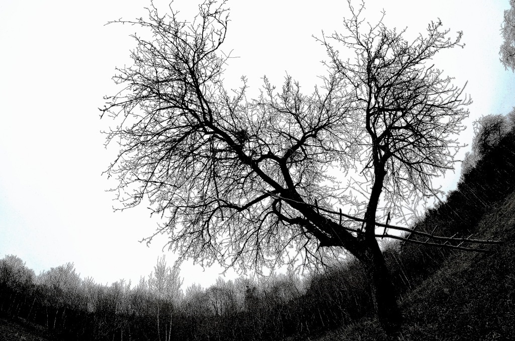 DSC_7285a.JPG