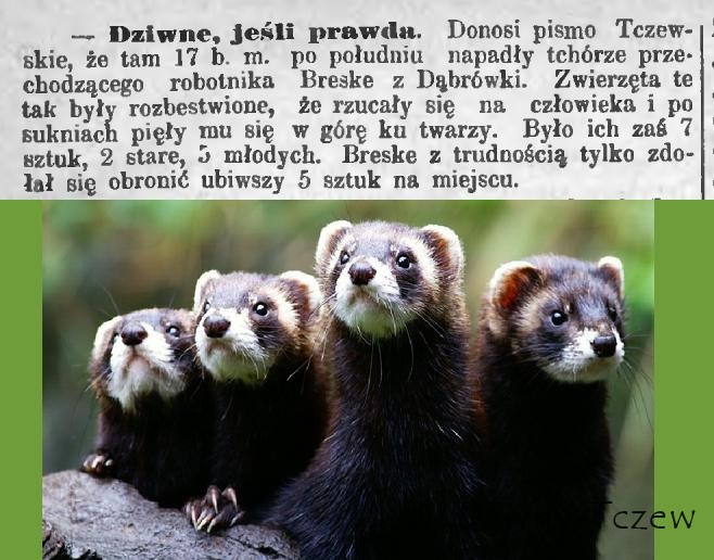 Gazeta Toruńska 22 07 1885.JPG