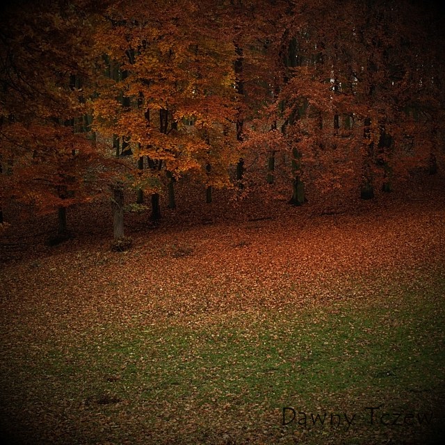 barwyjesieni2.JPG
