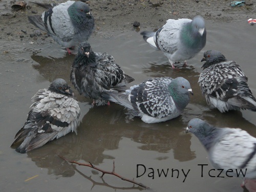 Gołębie.JPG
