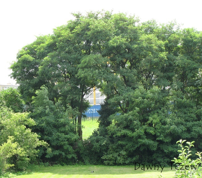 Dziura w drzewie.jpg