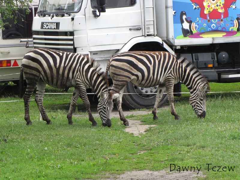 zebry.jpg
