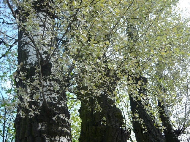 P1030566.JPG