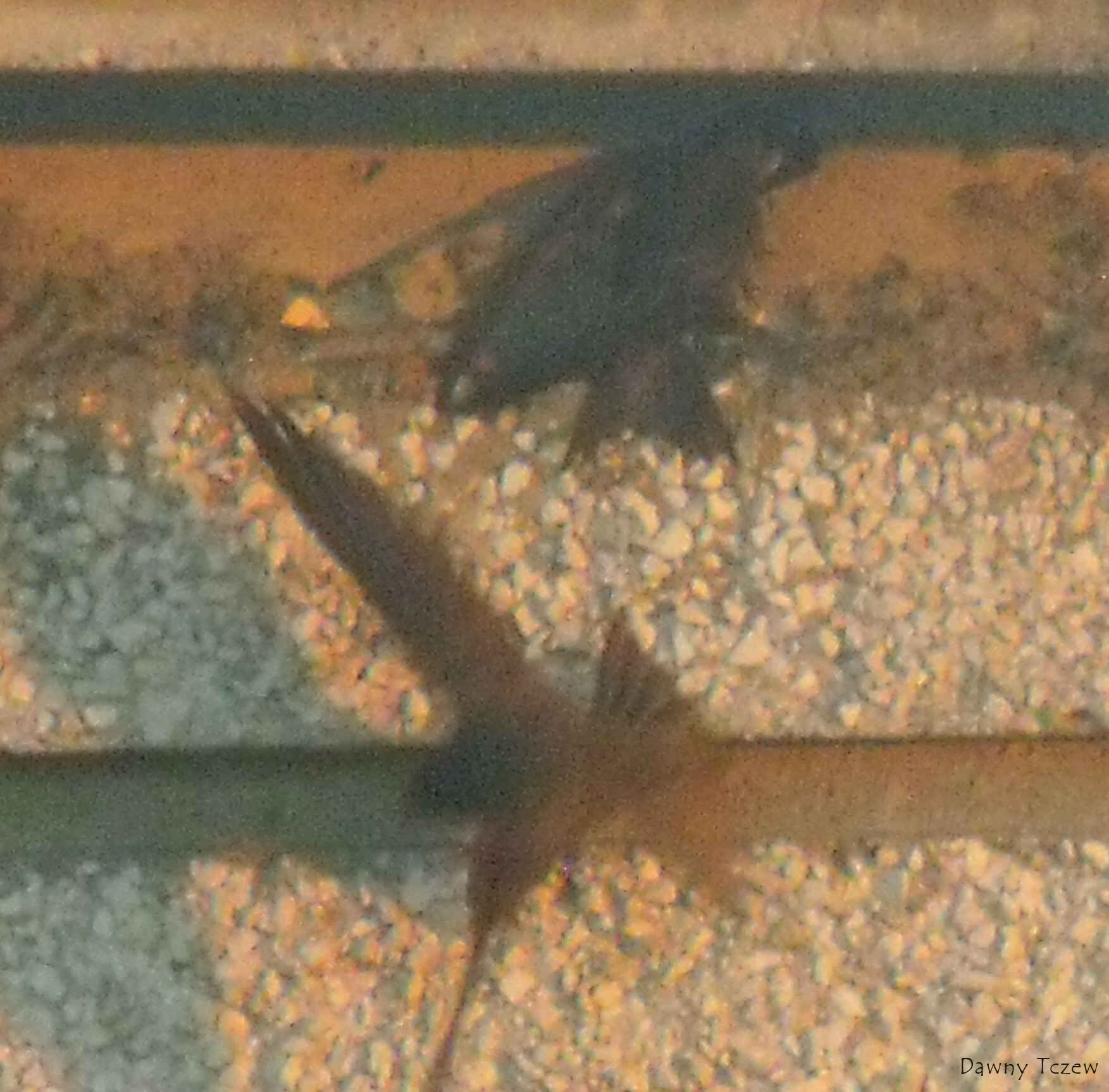 DSCF4782.jpg