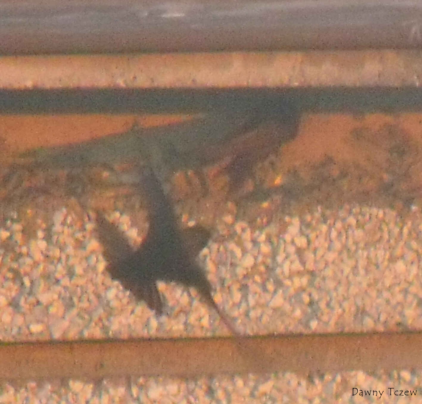 DSCF4784.jpg