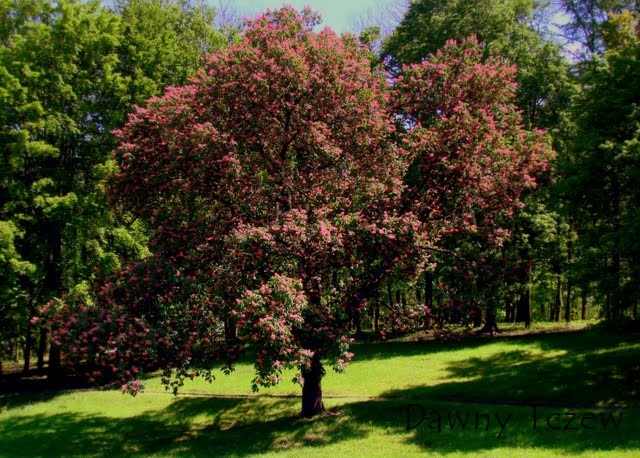 Tczew - ziele+ä (56).JPG