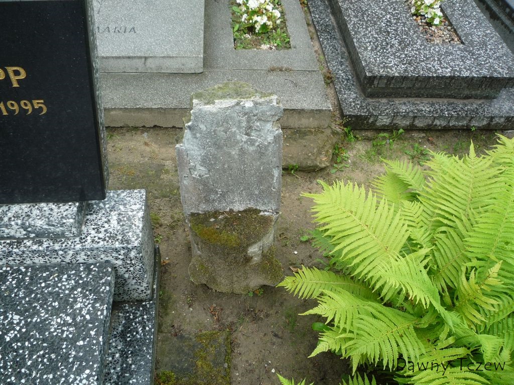 dąb 2.jpg