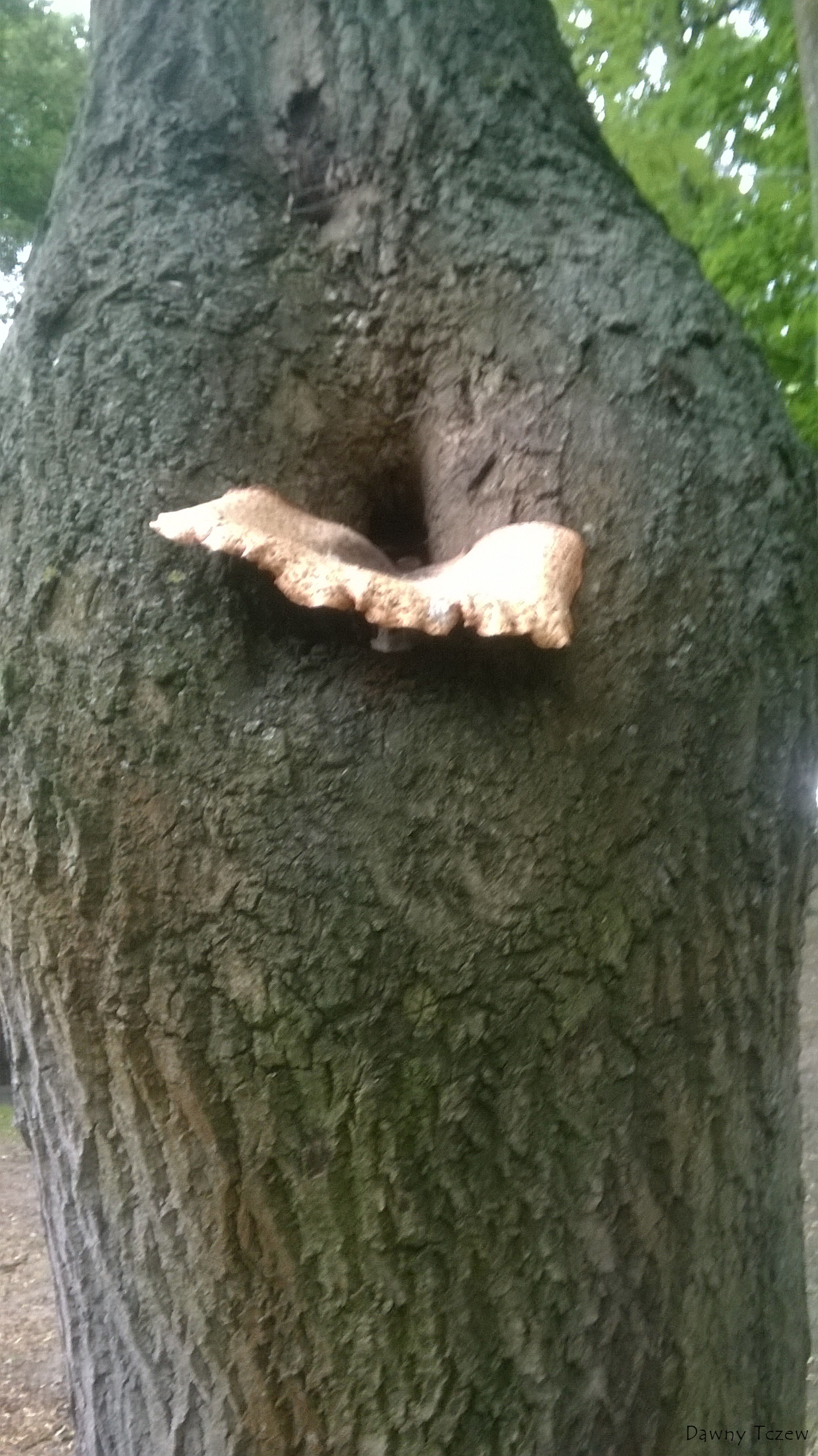 WP_20150711_036.jpg
