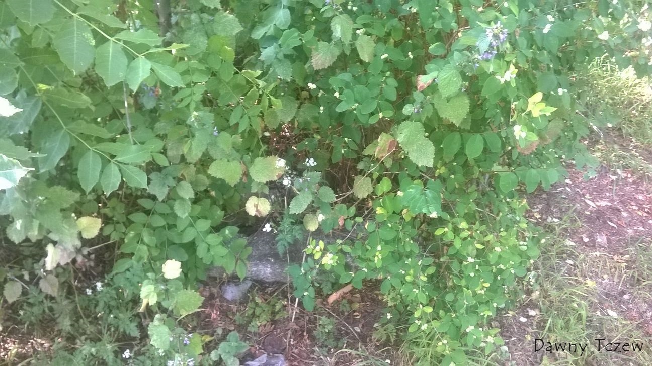 WP_20150722_009.jpg