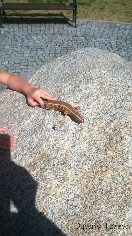 jaszczurka.jpg