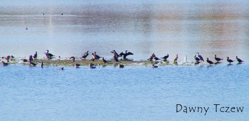 Czaple i kormorany.jpg