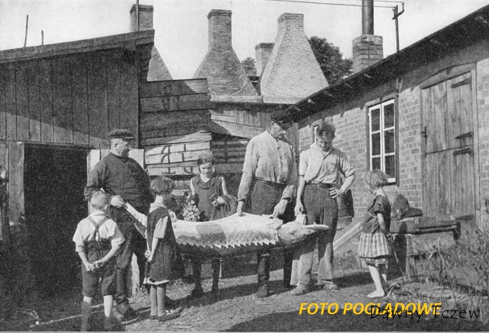 Stör.jpg