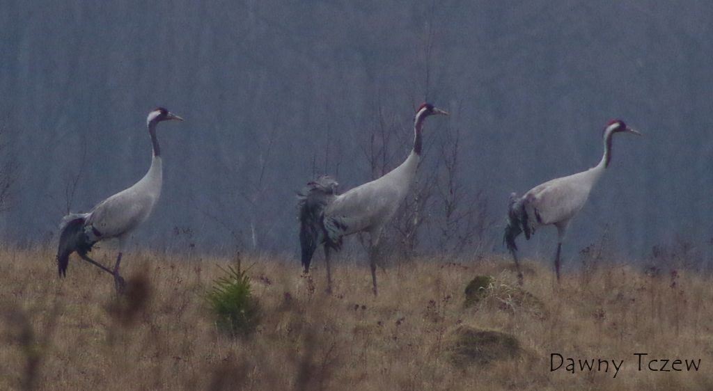 Żurawie.1.jpg