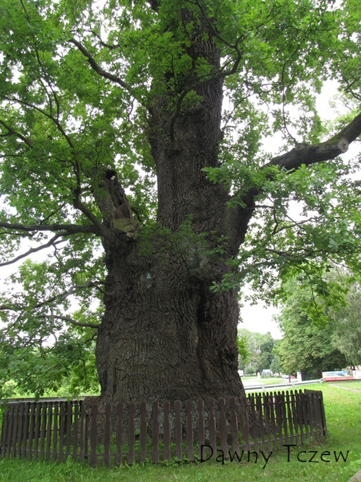 kadyny dąb bażyńskiego.jpg