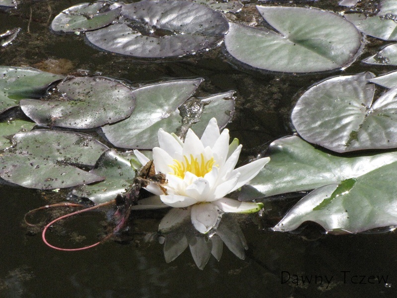 pseudobaszta lilia.jpg