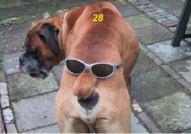 funny-pics-dogs-boxer.jpg