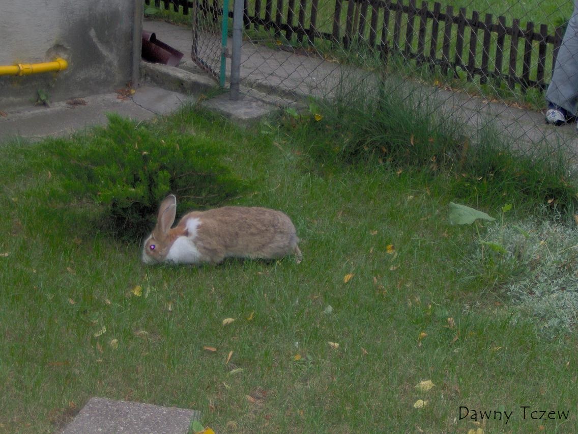 królik.JPG