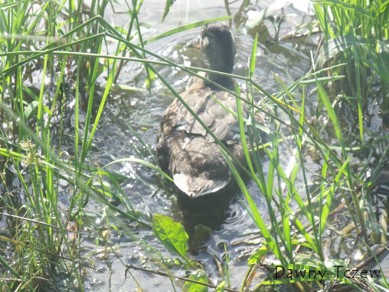 DSCF4747.jpg
