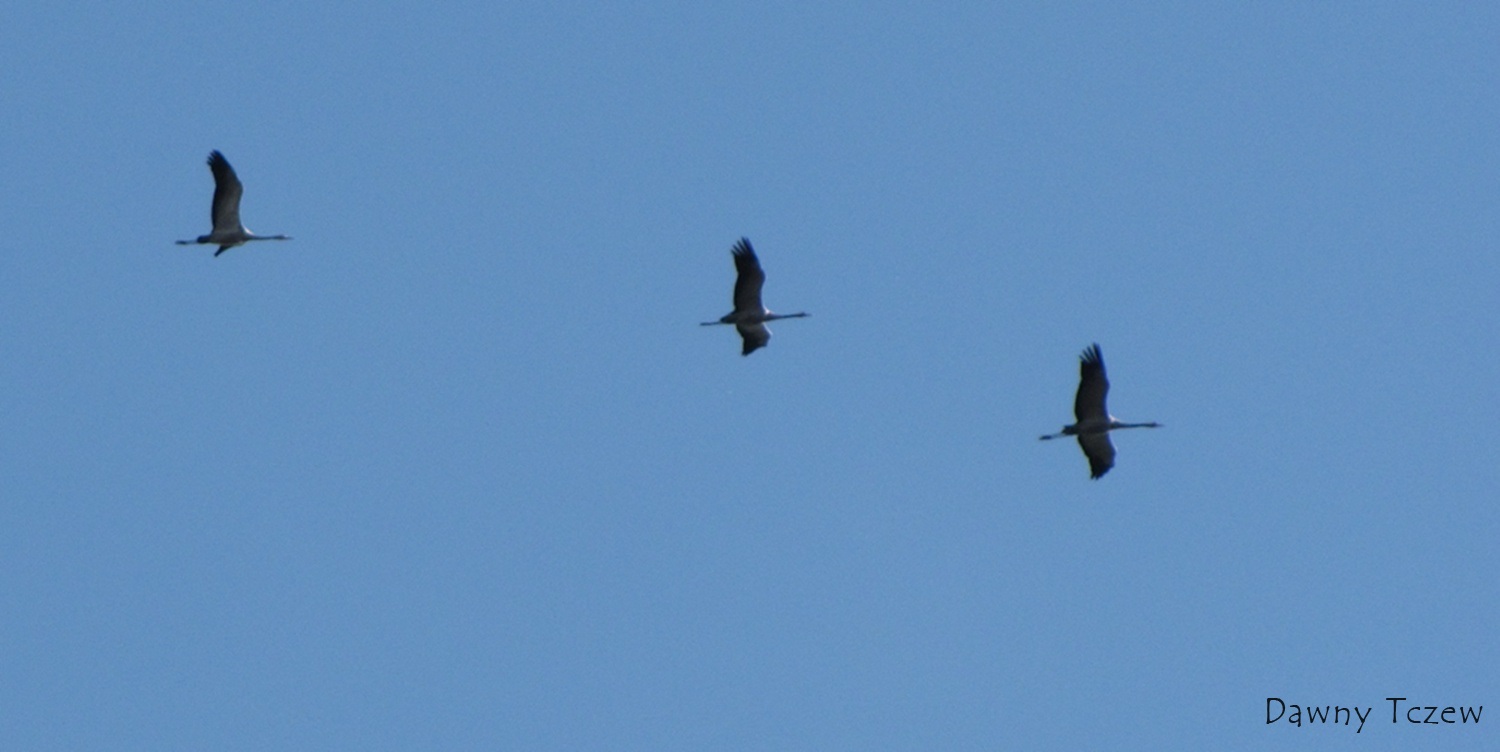 żuraw maruderzy.jpg